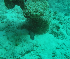 Rypticus saponaceus