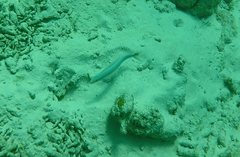 Malacanthus plumieri