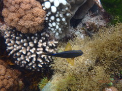 Neoglyphidodon polyacanthus