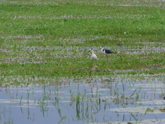 Himantopus mexicanus