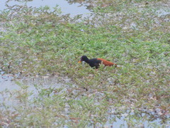 Jacana jacana
