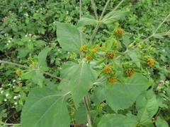 Sigesbeckia pubescens