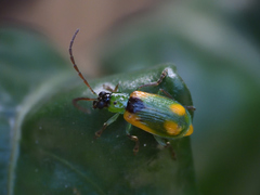 Diabrotica scutellata