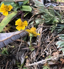 Bidens anthemoides