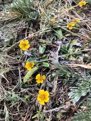 Bidens anthemoides