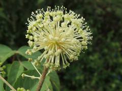 Aralia continentalis