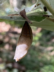 Doleschallia bisaltide australis