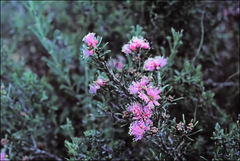 Melaleuca aspalathoides