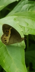 Mycalesis mynois