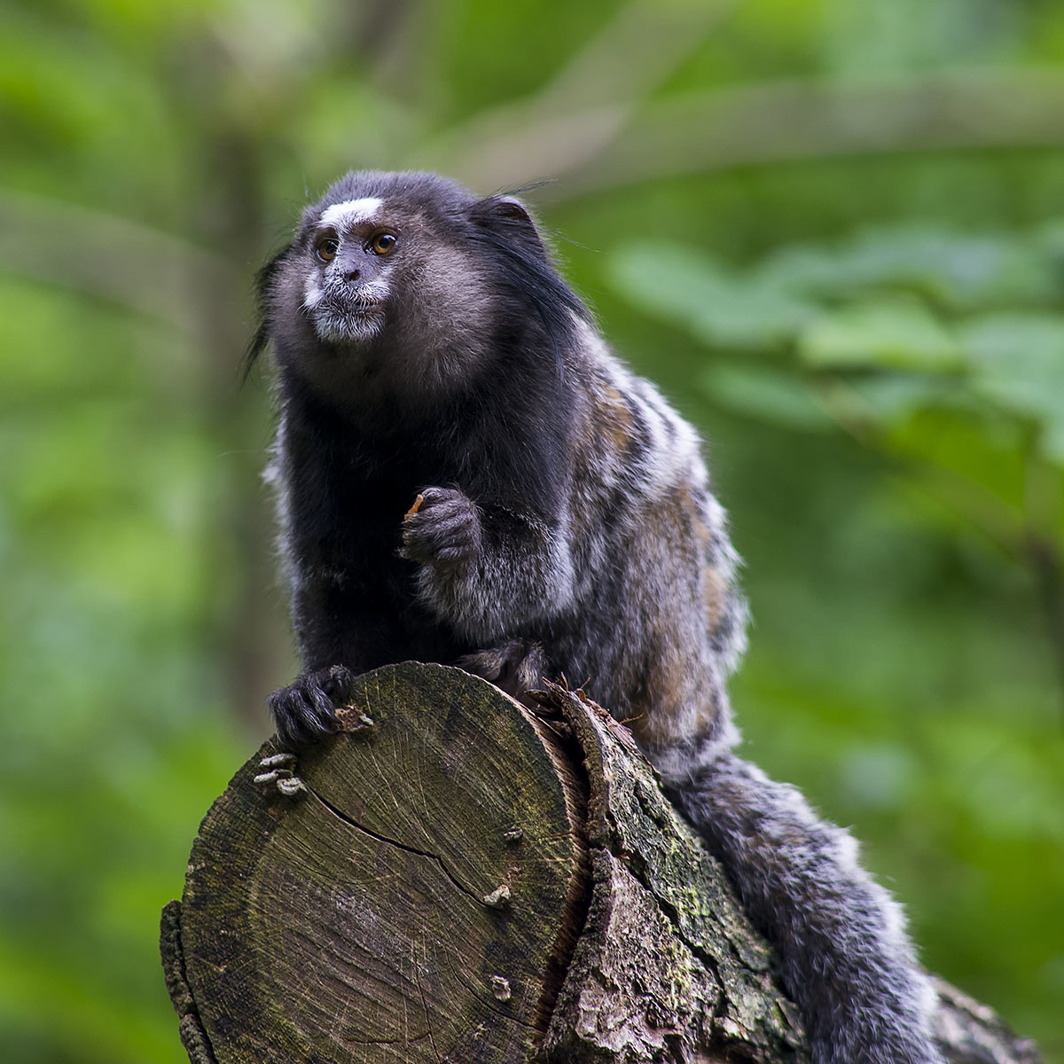 Sagui-de-tufos-pretos – Wikipédia, a enciclopédia livre