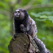 Black-pencilled Marmoset - Photo (c) Ouwesok, some rights reserved (CC BY-NC)