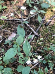 Archibaccharis hieracioides