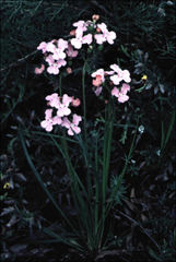 Stylidium affine