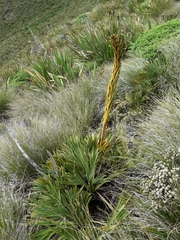 Aciphylla ferox