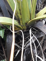 Aciphylla ferox