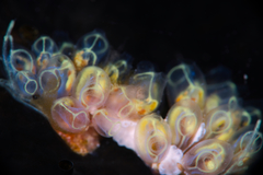 Clavelinidae
