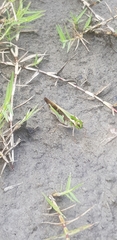 Locusta migratoria