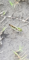 Locusta migratoria