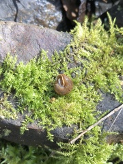 Cryptomastix germana