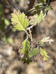 Aloysia barbata