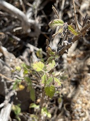 Aloysia barbata