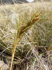 Aciphylla anomala