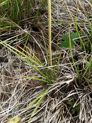 Aciphylla anomala