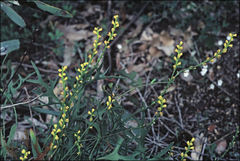 Synaphea petiolaris