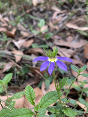 Scaevola aemula