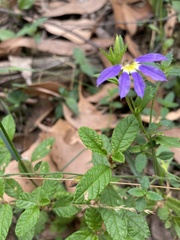 Scaevola aemula