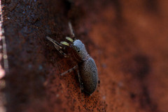 Tutelina similis