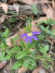 Scaevola aemula