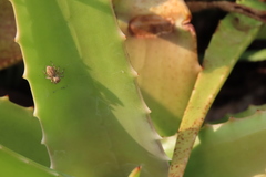 Salticidae