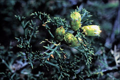 Petrophile striata