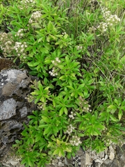 Traversia baccharoides