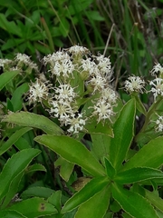 Traversia baccharoides