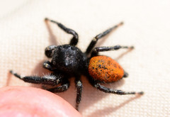 Phidippus princeps