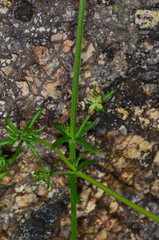 Galium australe