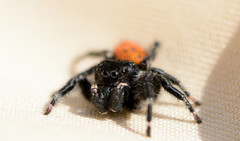 Phidippus princeps