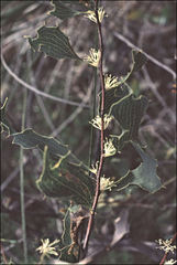 Hakea undulata