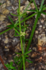 Galium australe