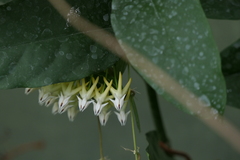 Hoya multiflora