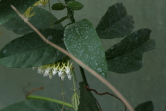 Hoya multiflora