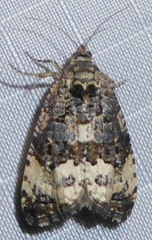 Endothenia melanosticta