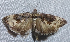 Endothenia melanosticta