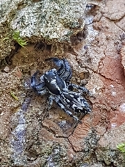 Ocrisiona melancholica