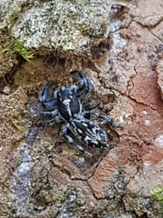 Ocrisiona melancholica