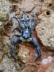 Ocrisiona melancholica