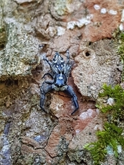Ocrisiona melancholica