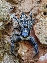 Ocrisiona melancholica